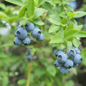 Sharpe Blue Blueberry Live Plant - 5 Starter Plugs - Vaccinium corymbosum - Image 8