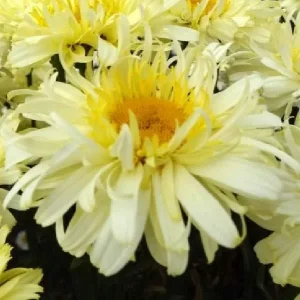 Shasta Daisy Live Plant – Leucanthemum Superbum – Starter Perennial – USDA Zones 5-9 - Image 10