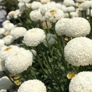 Shasta Daisy Live Plant – Leucanthemum Superbum – Starter Perennial – USDA Zones 5-9 - Image 2