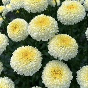 Shasta Daisy Live Plant – Leucanthemum Superbum – Starter Perennial – USDA Zones 5-9 - Image 3