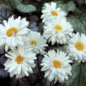 Shasta Daisy Live Plant – Leucanthemum Superbum – Starter Perennial – USDA Zones 5-9 - Image 5