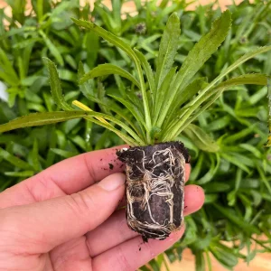 Shasta Daisy Live Plant – Leucanthemum Superbum – Starter Perennial – USDA Zones 5-9 - Image 6