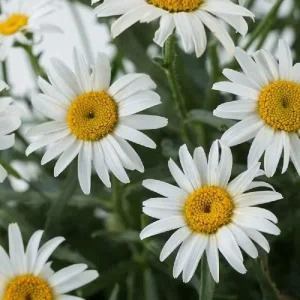 Shasta Daisy Live Plant – Leucanthemum Superbum – Starter Perennial – USDA Zones 5-9 - Image 9