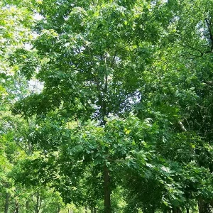 Shellbark Hickory Tree Live Plant - 18+ Inches Tall, Set of 2 Bare Root - Image 2