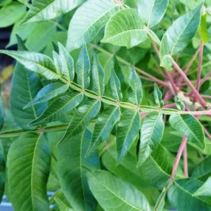 Shining Sumac Bare Root Seedlings - Rhus copallinum Live Plant, 2 Pack, 1-2 ft Tall, Outdoor - Image 2