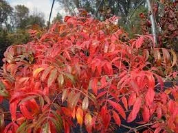 Shining Sumac Bare Root Seedlings - Rhus copallinum Live Plant, 2 Pack, 1-2 ft Tall, Outdoor - Image 1