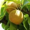 Shinseiki Asian Pear Live Plant – 2-3 Feet Tall – Ships in 3 Gallon Pot – Outdoor Fruit Tree - Image 1