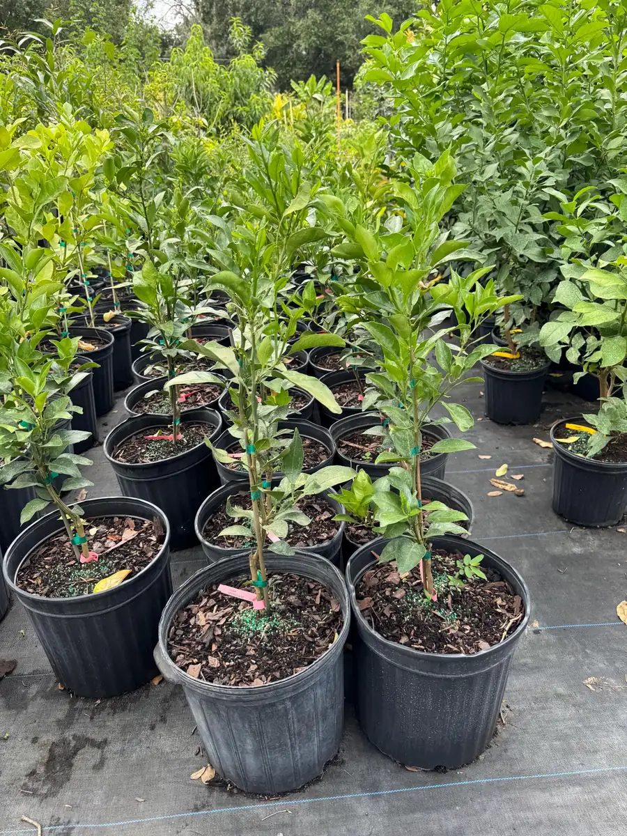 Shiranui Mandarin Tree – Grafted Citrus Live Plant – 3 Gallon – 2-3 Feet Tall - Image 3