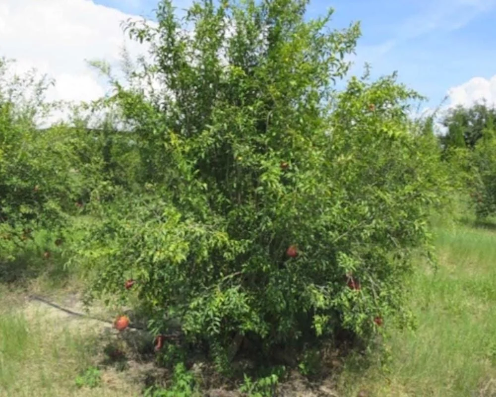 Shirin Pust Ghermez Pomegranate Tree Starter Plant - Punica granatum - Image 2