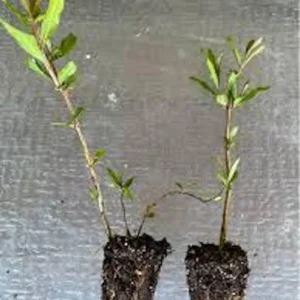 Shirin Pust Ghermez Pomegranate Tree Starter Plant - Punica granatum - Image 3