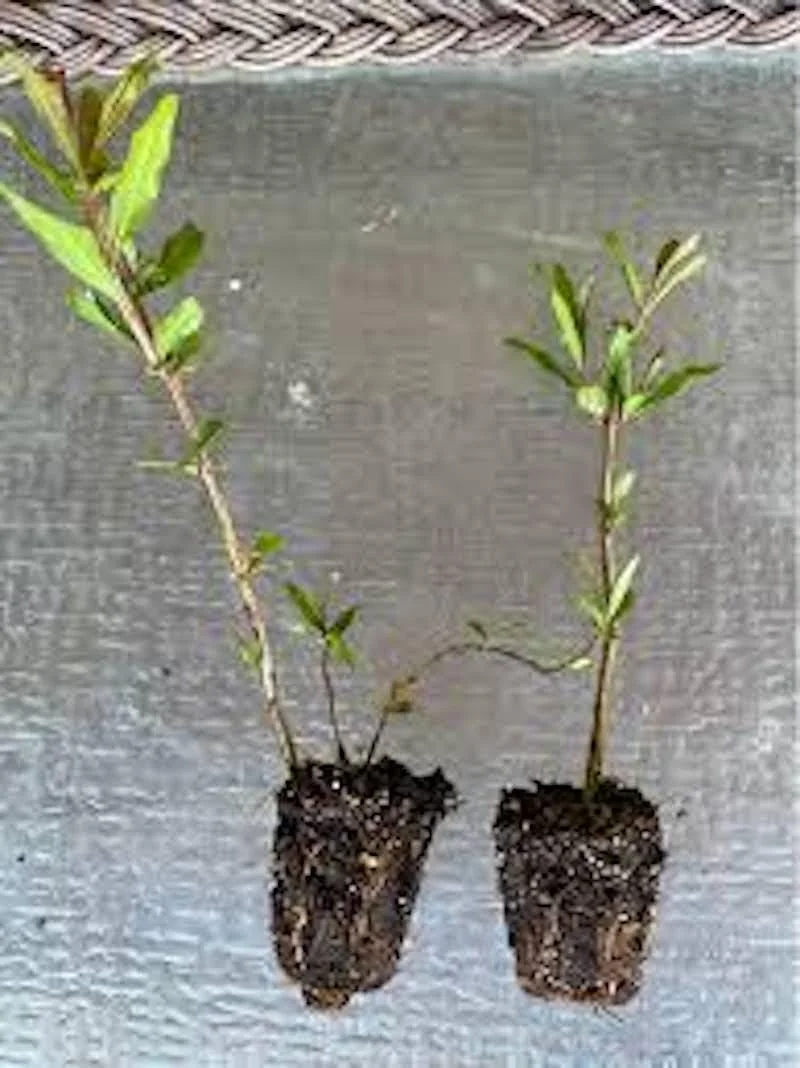 Shirin Pust Ghermez Pomegranate Tree Starter Plant - Punica granatum - Image 3