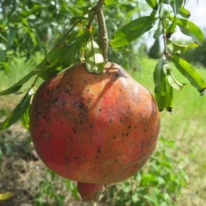 Shirin Pust Ghermez Pomegranate Tree Starter Plant - Punica granatum - Image 1