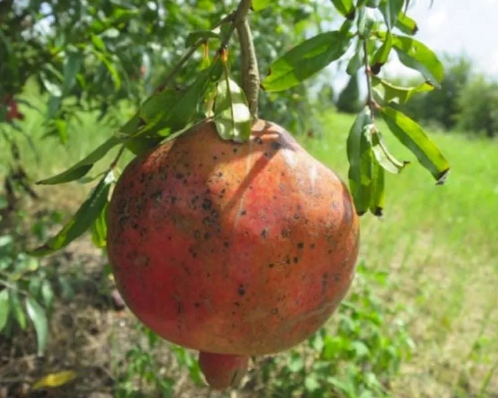 Shirin Pust Ghermez Pomegranate Tree Starter Plant - Punica granatum - Image 5