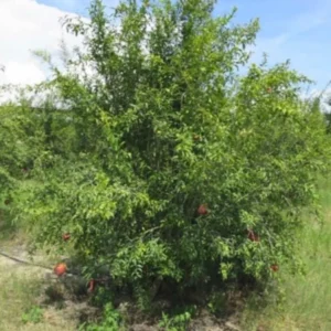 Shirin Pust Ghermez Pomegranate Tree Starter Plant - Punica granatum - Image 6