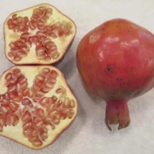 Shirin Pust Ghermez Pomegranate Tree Starter Plant - Punica granatum - Image 8