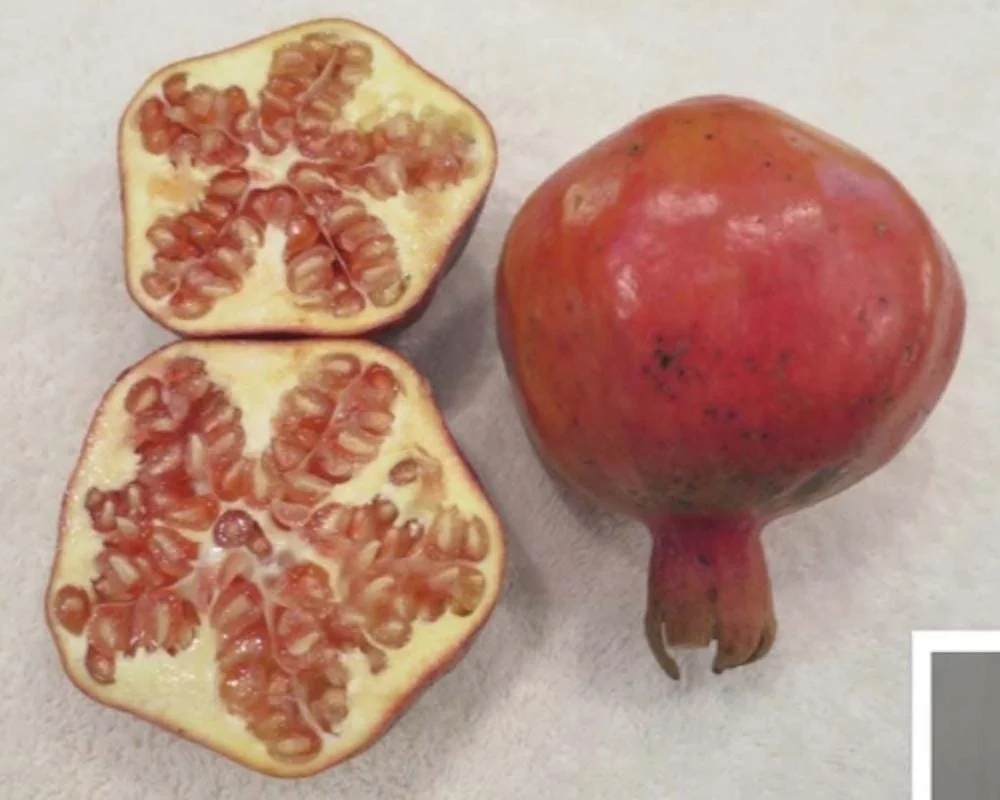 Shirin Pust Ghermez Pomegranate Tree Starter Plant - Punica granatum - Image 8