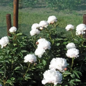 Shirley Temple Peony Bare Root, 2-3 Eye, Fragrant Double Pink/White Flower Plant - Image 2