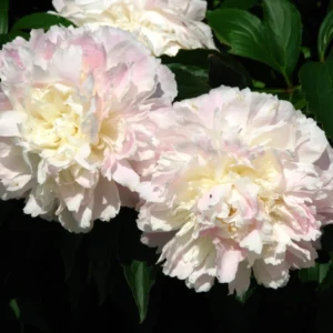 Shirley Temple Peony Bare Root, 2-3 Eye, Fragrant Double Pink/White Flower Plant - Image 1
