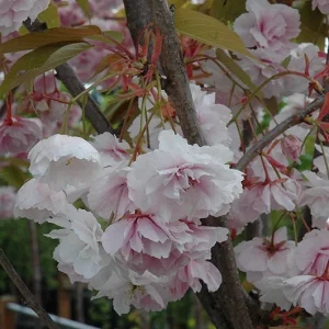 Shirofugen Flowering Cherry Tree - Live Plant - 2 to 3 Feet Tall - Grafted - 3 Gallon Pot - Image 1