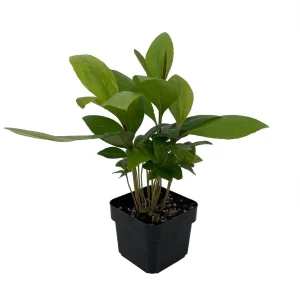 Shoebutton Plant (Ardisia humilis) – Tropical House Plant – 3 inch Pot - Image 1