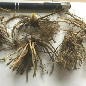 Shooting Star Flower Bulbs - Set of 5 - Dodecatheon meadia - Perennial for Shade Gardens - Image 2