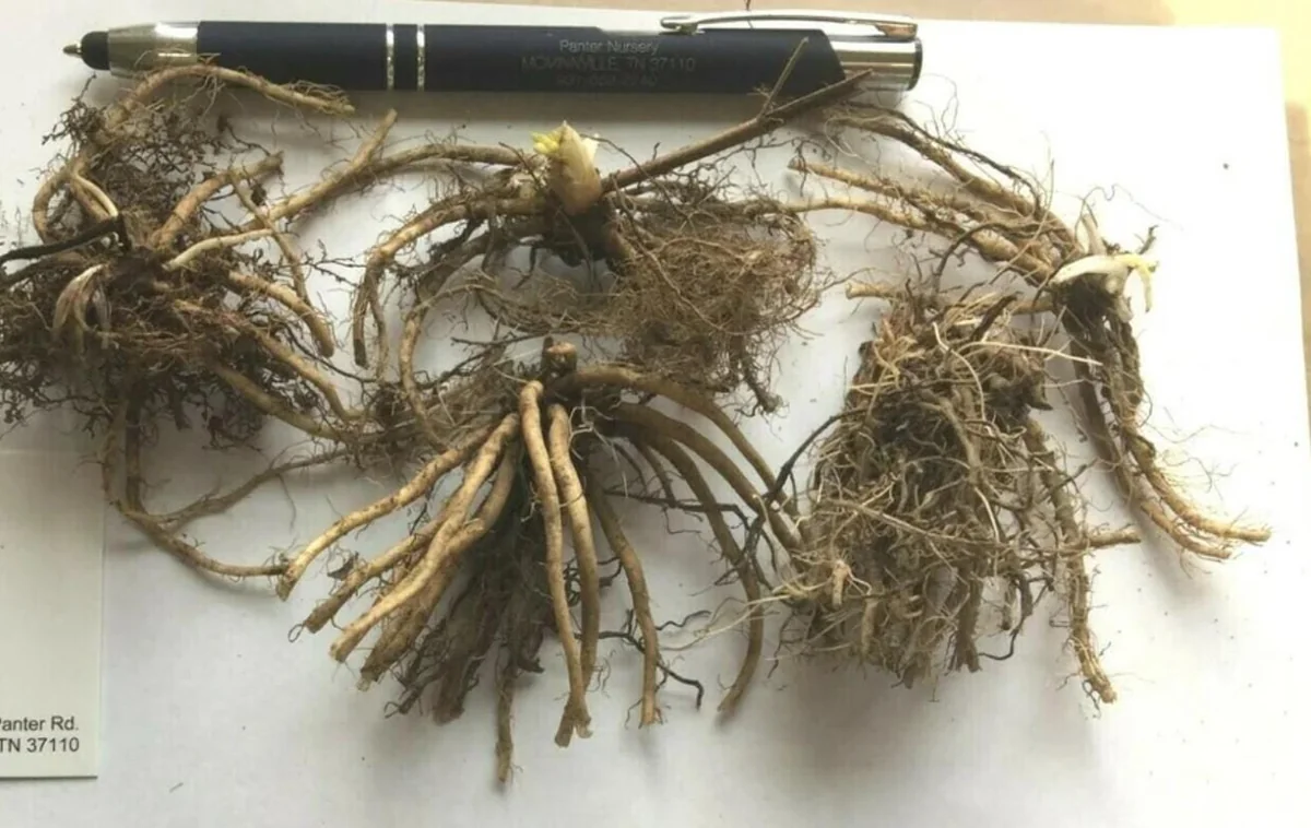 Shooting Star Flower Bulbs - Set of 5 - Dodecatheon meadia - Perennial for Shade Gardens - Image 2