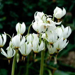 Shooting Star Flower Bulbs - Set of 5 - Dodecatheon meadia - Perennial for Shade Gardens - Image 3