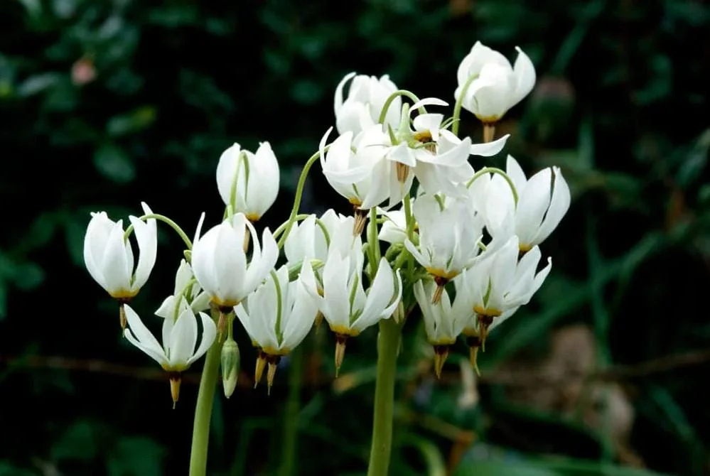 Shooting Star Flower Bulbs - Set of 5 - Dodecatheon meadia - Perennial for Shade Gardens - Image 3