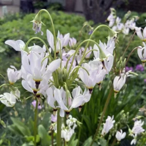 Shooting Star Flower Bulbs - Set of 5 - Dodecatheon meadia - Perennial for Shade Gardens - Image 1