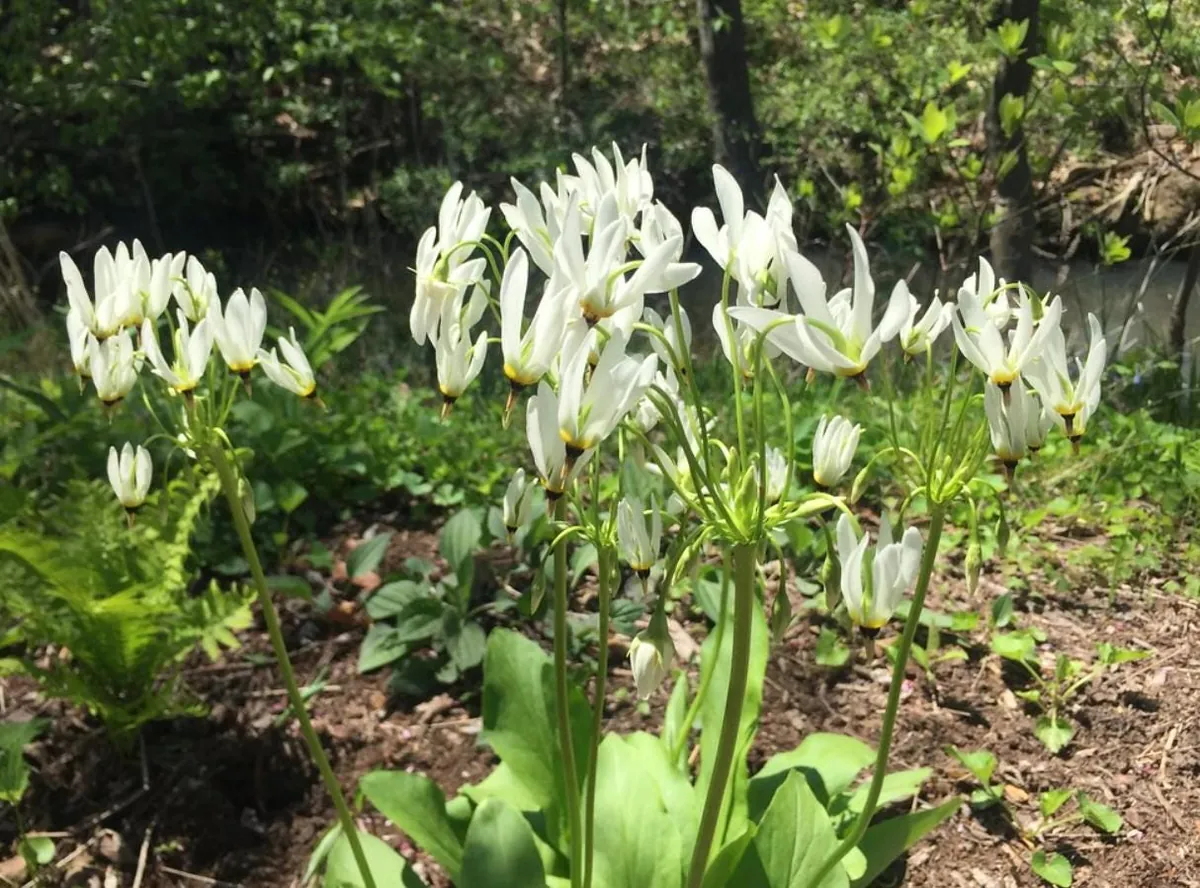 Shooting Star Flower Bulbs - Set of 5 - Dodecatheon meadia - Perennial for Shade Gardens - Image 4