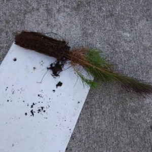 Short Needle Pine Tree Live Plant – Well Rooted Starter – Up to 10 Inches Tall – Outdoor Evergreen - Image 2