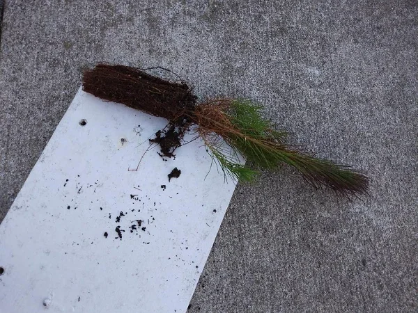 Short Needle Pine Tree Live Plant – Well Rooted Starter – Up to 10 Inches Tall – Outdoor Evergreen - Image 2