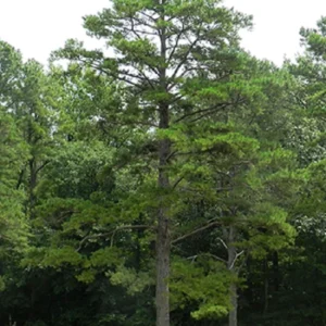 Short Needle Pine Tree Live Plant – Well Rooted Starter – Up to 10 Inches Tall – Outdoor Evergreen - Image 1