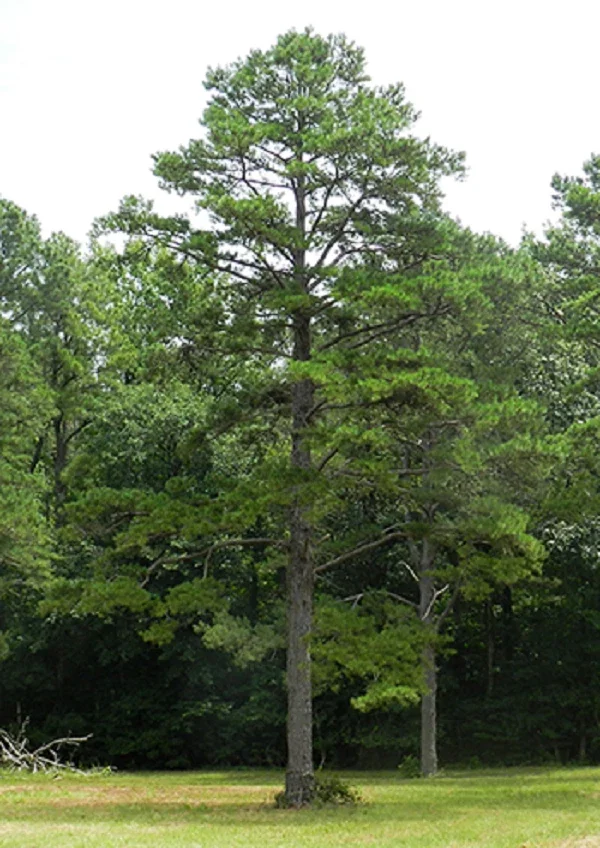 Short Needle Pine Tree Live Plant – Well Rooted Starter – Up to 10 Inches Tall – Outdoor Evergreen - Image 1