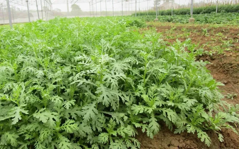 Shungiku Seeds - Edible Chrysanthemum, Tong Ho, Tan Ngo - 200+ Seeds Outdoor - Image 2