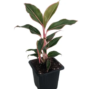 Siam Aurora Chinese Evergreen Live Plant - Aglaonema - 2.5 inch Pot - Indoor - Image 1