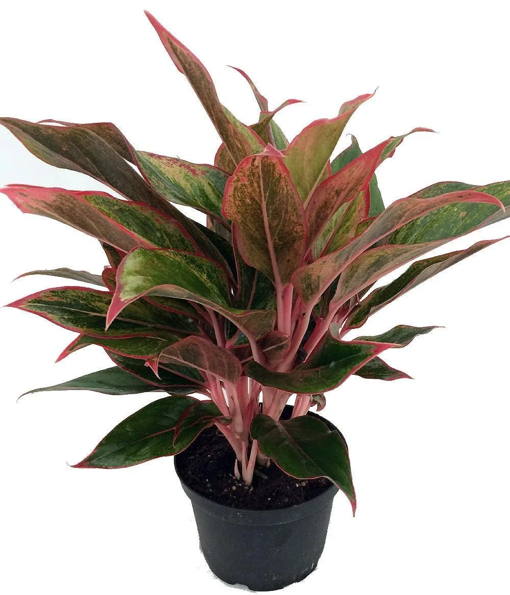 Siam Aurora Chinese Evergreen Live Plant - Aglaonema - Indoor - 5 inch Pot - Image 2