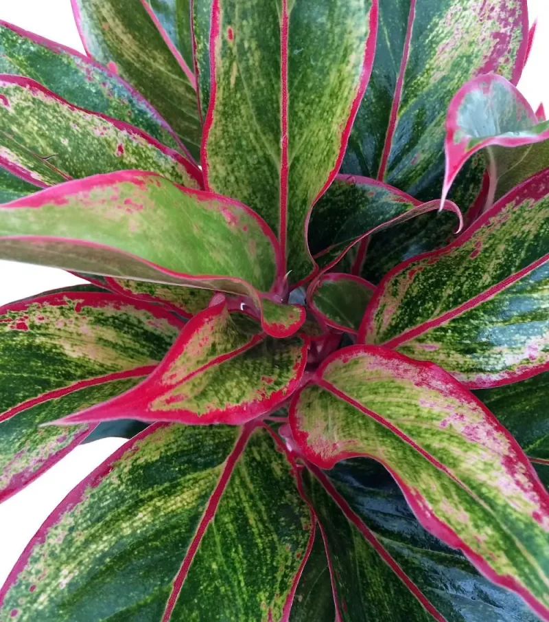 indoor plant climber Anthrulla main image 1
