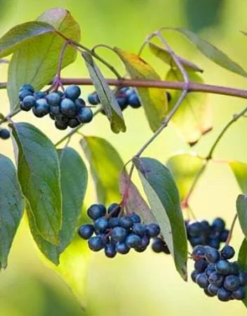 Silky Dogwood Bare-root Plant - Cornus Amomum - 3 Pack - Outdoor Shrub - Image 3