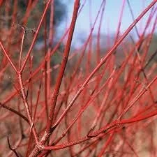 Silky Dogwood Bare-root Plant - Cornus Amomum - 3 Pack - Outdoor Shrub - Image 4