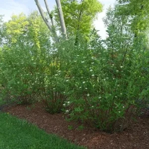 Silky Dogwood Bare-root Plant - Cornus Amomum - 3 Pack - Outdoor Shrub - Image 5