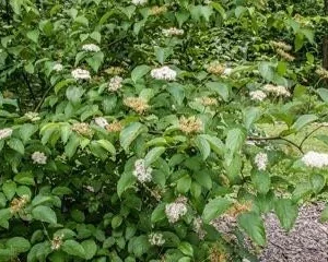 Silky Dogwood Bare Root Seedlings - 5 Pack, 1-2 ft Tall, Outdoor Native Shrub - Image 2