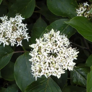 Silky Dogwood Bareroot Tree - Cornus Amomum, 18-30 inches Tall, Outdoor - Image 2