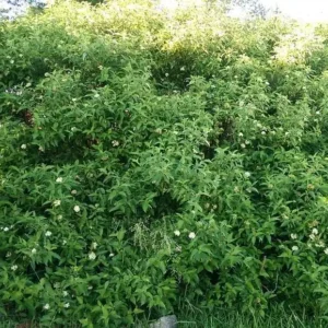 Silky Dogwood Bareroot Tree - Cornus Amomum, 18-30 inches Tall, Outdoor - Image 1