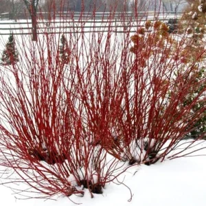 Silky Dogwood (Cornus Amomum) Live Shrub – Wildlife Friendly – 4'' Pot - Image 4