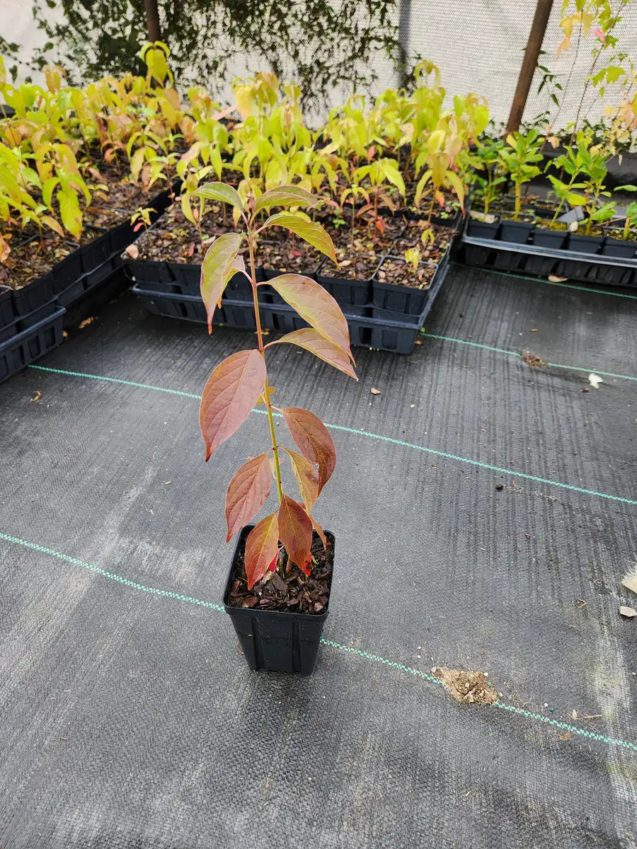 Silky Dogwood Live Plant – Cornus Amomum – 4 inch container – 6 inch height - Image 2