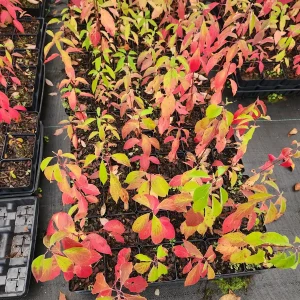 Silky Dogwood Live Plant – Cornus Amomum – 4 inch container – 6 inch height - Image 3