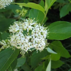 Silky Dogwood Live Plant – Cornus Amomum – 4 inch container – 6 inch height - Image 1