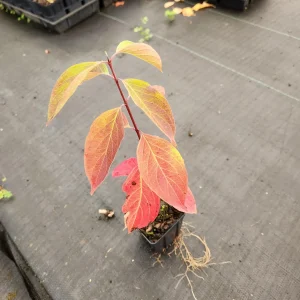 Silky Dogwood Live Plant – Cornus Amomum – 4 inch container – 6 inch height - Image 4