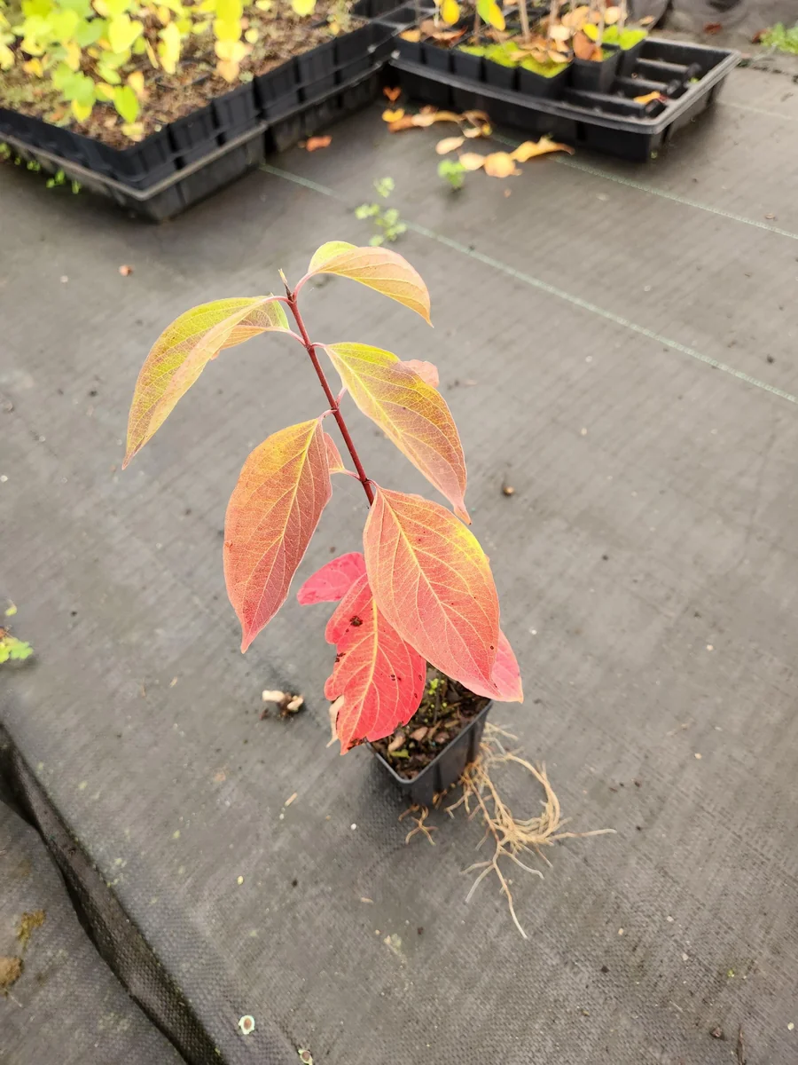Silky Dogwood Live Plant – Cornus Amomum – 4 inch container – 6 inch height - Image 4